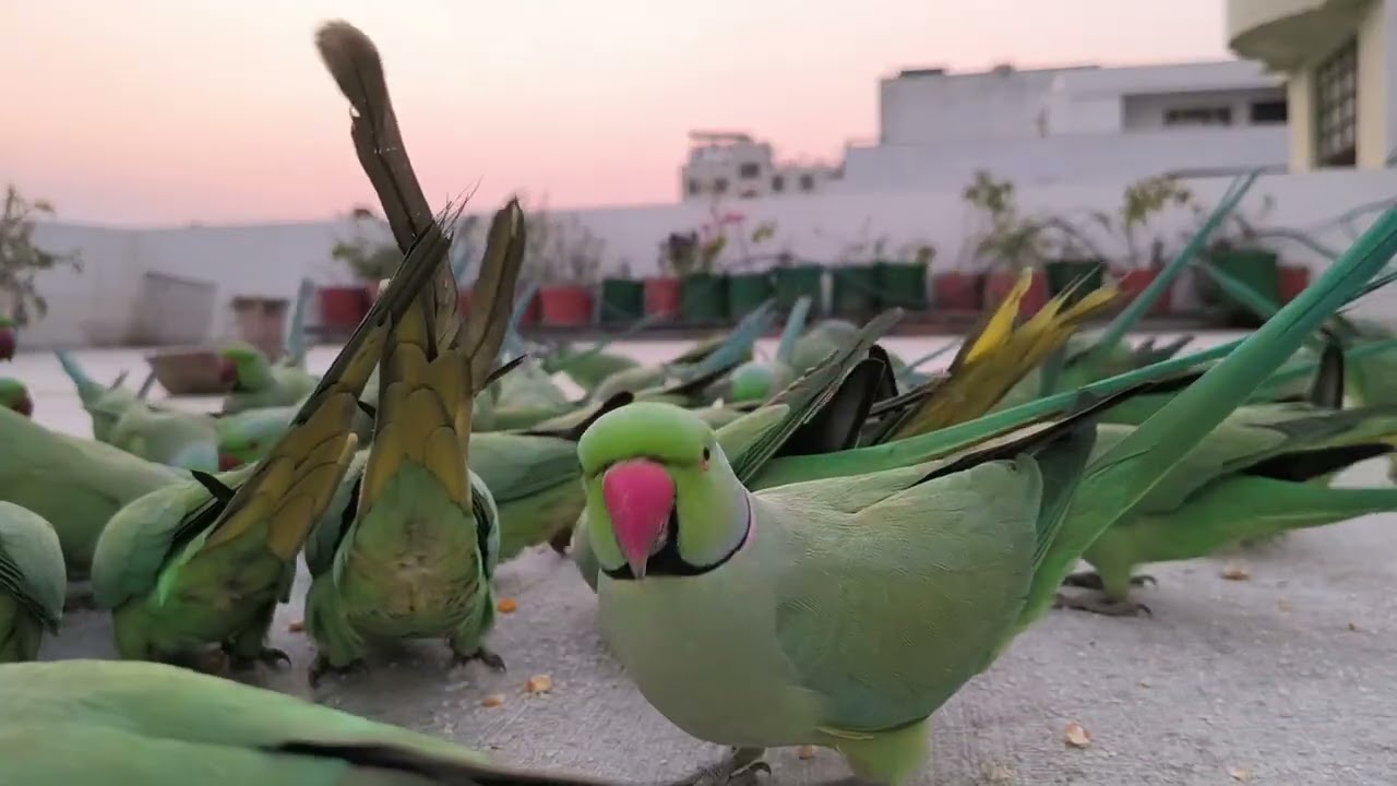 Daily Parrot Feeding | So Many Parrots in One Place #birds #nature #parrotfeeding #dailypeace 