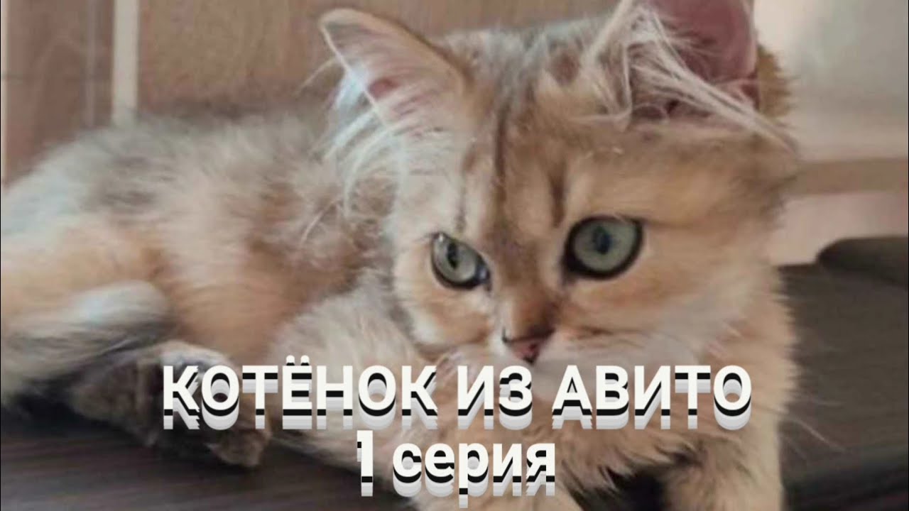 КОТЁНОК ИЗ АВИТО-1серия