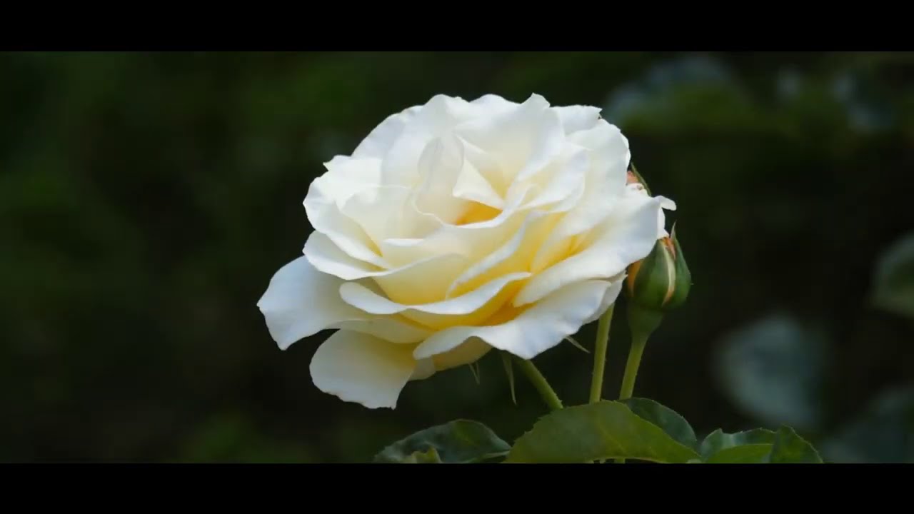 Farewell to Chopin Recitals in Żelazowa Wola 2020