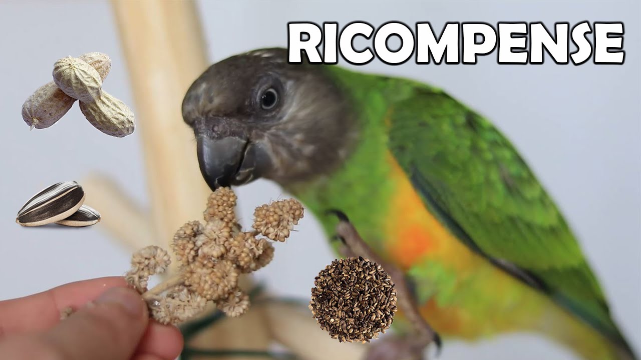 CHE RICOMPENSA posso DARE al mio PAPPAGALLO? Scoprilo qui! //Parliamo di Pappagalli