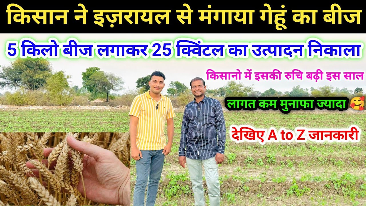किसानो की तकदीर बदलेगी इजरायल वैरायटी के गेंहू 25+ का उत्पादन Israeli Technicks Of Wheat Seeding