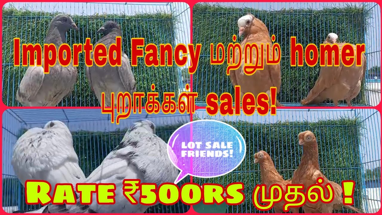 FANCY புறாக்கள் விற்பனைக்கு உள்ளது || FANCY pigeons sales #vpmpets #fancypurasales #magpie_pigeons