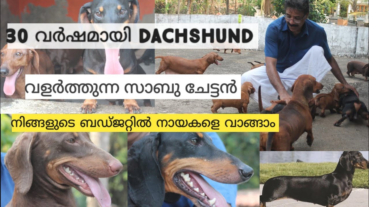 Dachshund | വാങ്ങാൻ അടിപൊളി ഒരു കെന്നൽ | Kennal | Dog Farming | Labrador|Dogs malayalam|Rottweiler