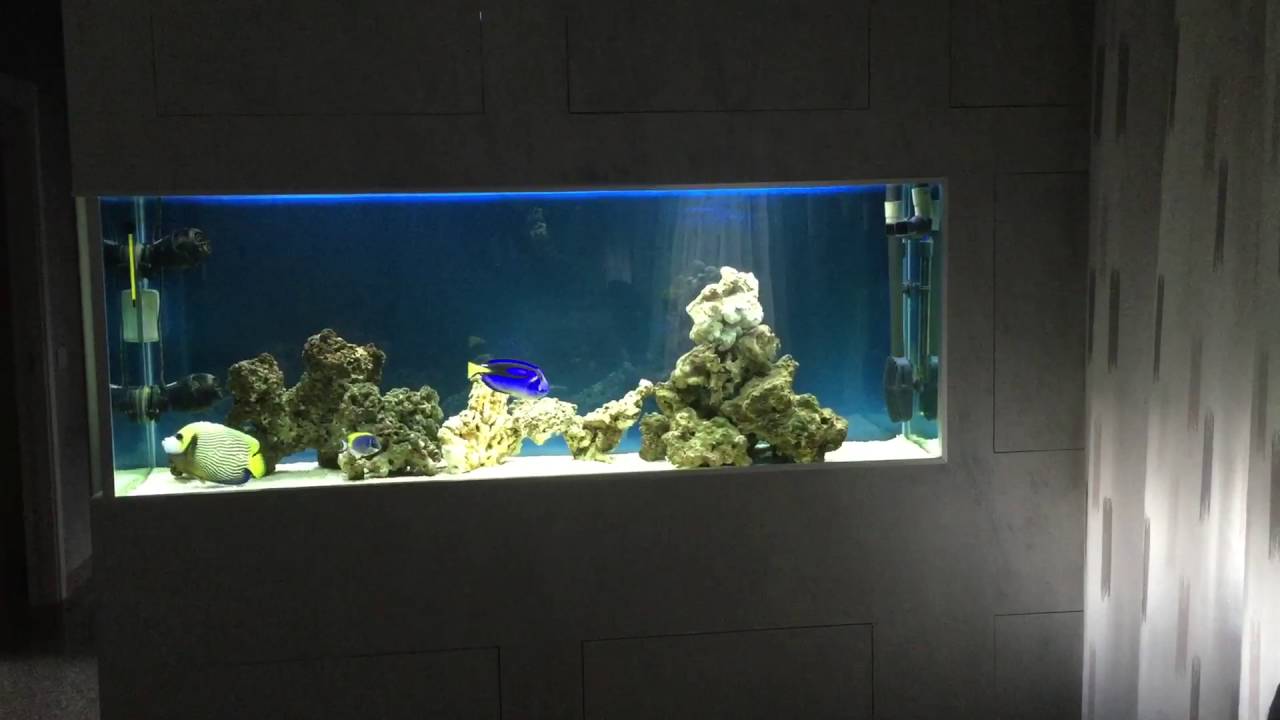 Acquario marino a parete