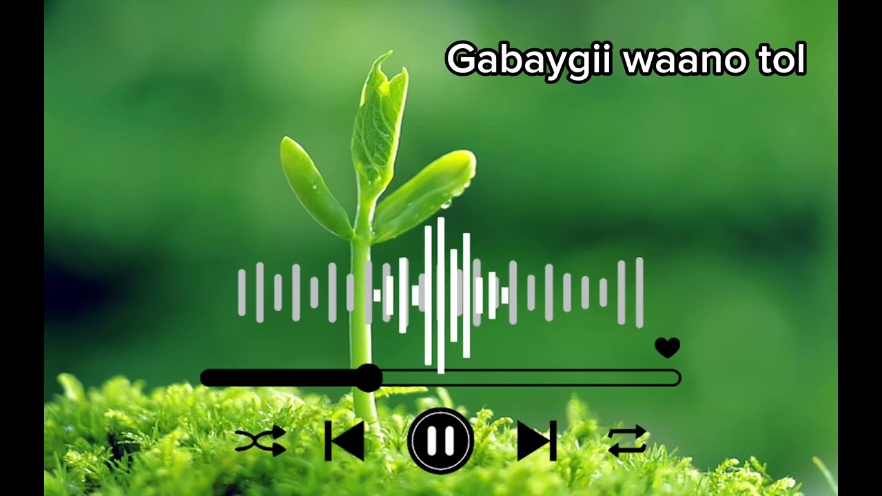 Gabaygii waano Tol | abwaan Baashe saleebaan weled
