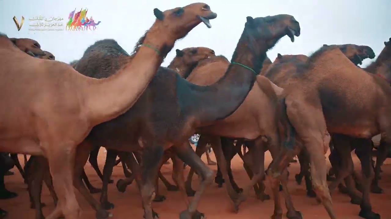 دخول بيرق المؤسس | لون الصفر