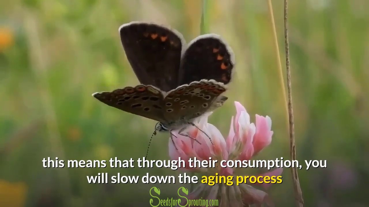 Why You Need to Be Eating Clover Sprouts Now  - The Power of Sprouted Clover Seeds