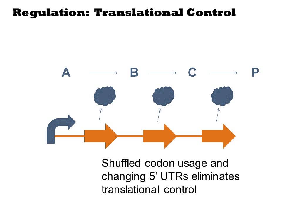 Regulation in Biosynthetic Pathways