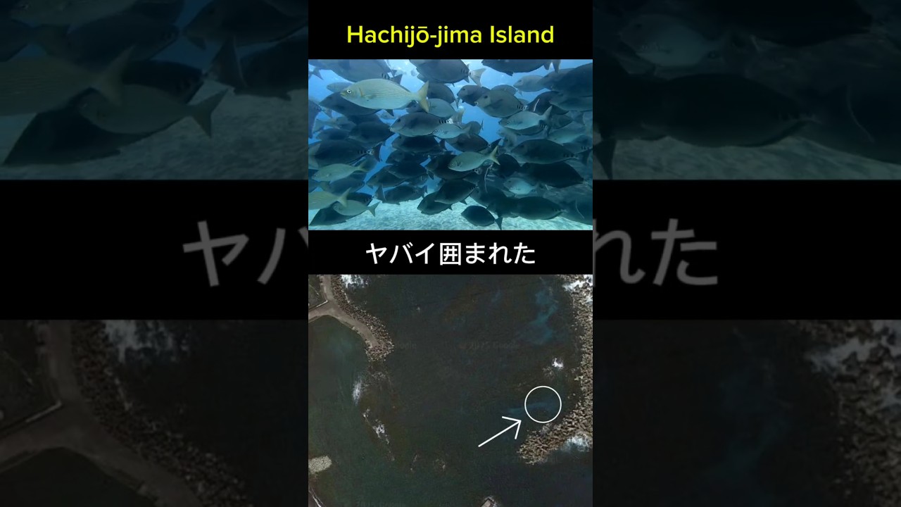 八丈島底土でスキンダイビング#skin #music #travel #underwater #スキンダイビング