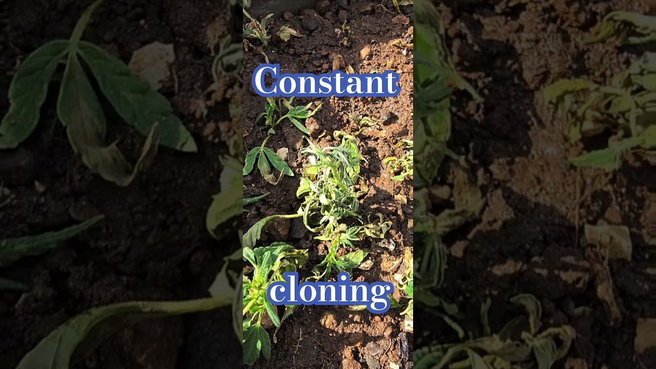 💚 Pure cannabis | constant monitoring | day 3 from their obtaining | Audio: mystery/shadow