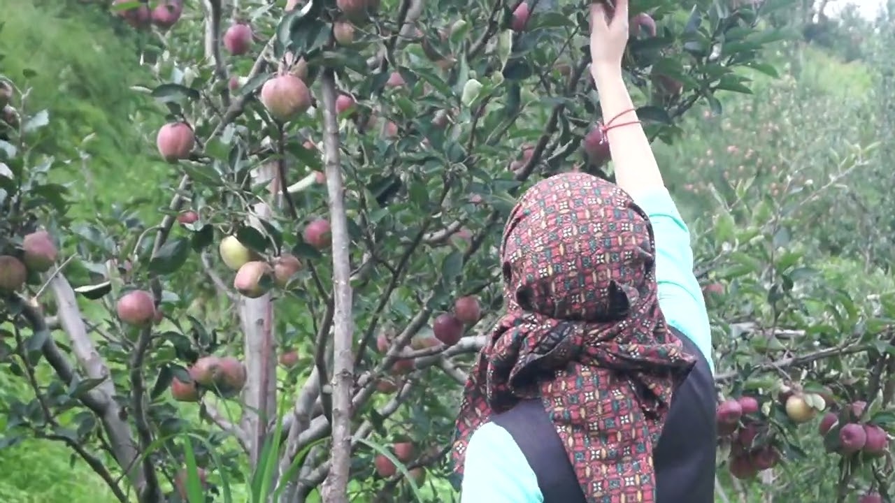 Village Life | Himachal Pradesh | Rohru