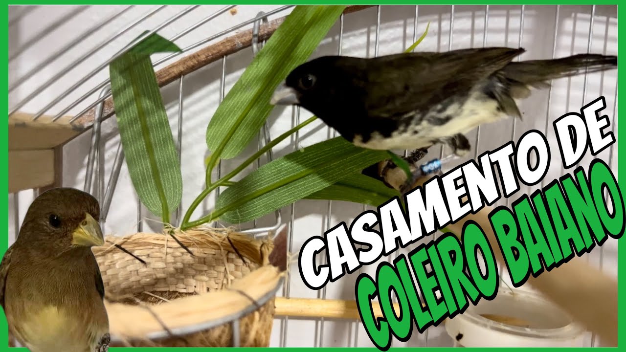 COMO CASAR UM COLEIRO BAIANO  PAPA-CAPIM RÁPIDO E FÁCIL