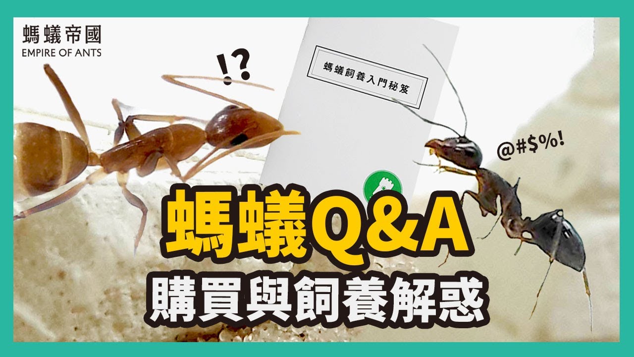 螞蟻購買與飼養解惑｜【螞蟻帝國】｜螞蟻QA ep.1｜