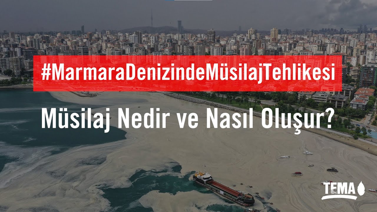M&uuml;silaj Nedir ve Nasıl Oluşur?