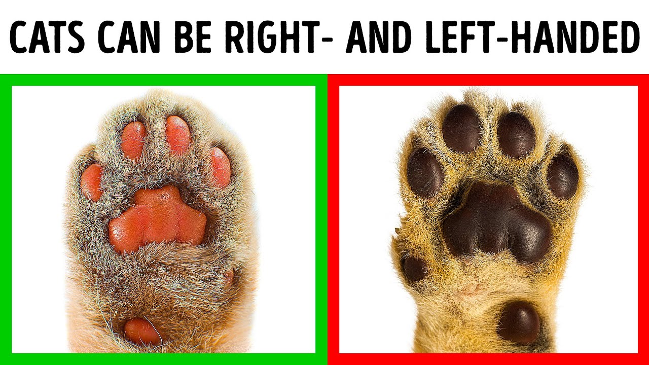 Cats Can Be Left-Handed And 30 Jaw-Dropping Facts