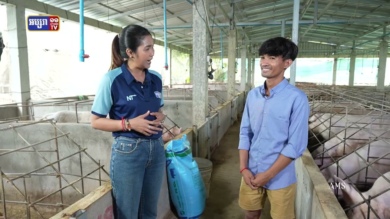 យុវជនម្នាក់ ជោគជ័យលើមុខរបរចិញ្ចឹមជ្រូកពូជ ជួយឲ្យគ្រួសារធូរធារ
