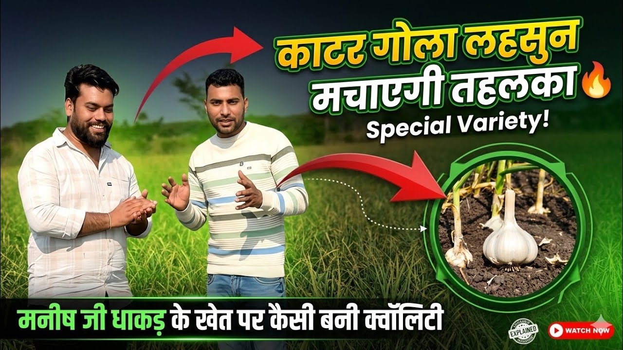 लहसुन की ऐसी क्वालिटी कहीं नहीं देखी! मनीष जी धाकड़ के खेत की 'काटर गोला' लहसुन|| Katar Gola Garlic 