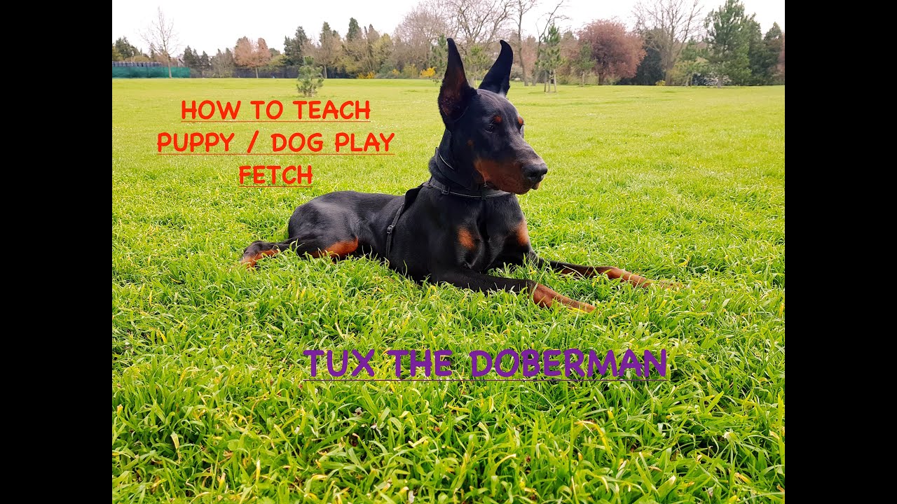 HOW TO TEACH PUPPY / DOG TO PLAY FETCH | EUROPEAN DOBERMAN PINSCHER