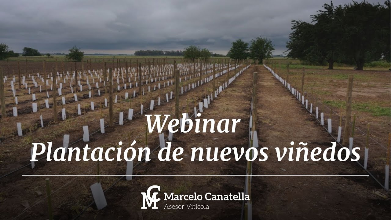 Cómo plantar un viñedo desde cero: pasos y recomendaciones