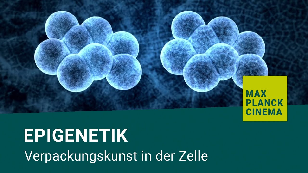 Epigenetik - Verpackungskunst in der Zelle