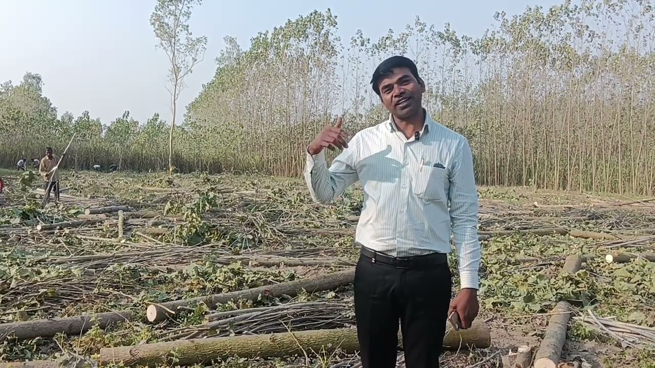 किसान ने पॉपुलर कटवा दिया ढाई साल में जाने कारण और यमुनानगर बेचने का पूरा प्रोसेस 🤔👍?