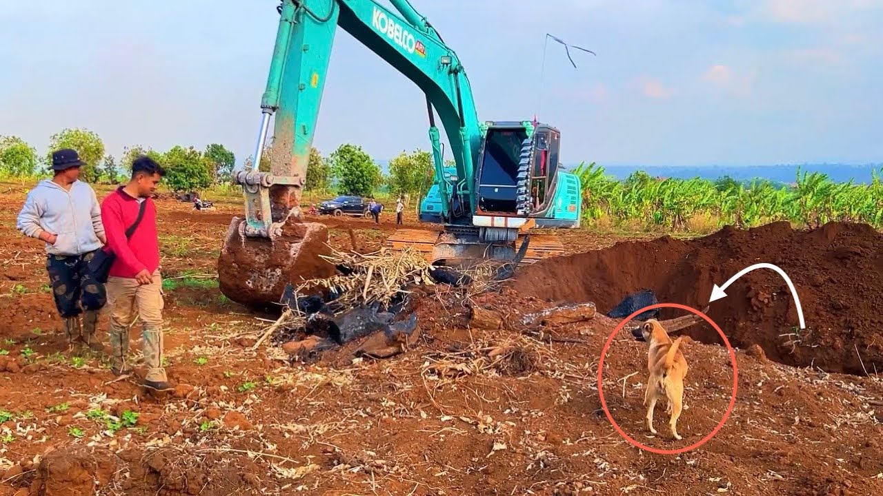 You protect Excavator. Wherever I go, Excavator, this dog will go there. #kobelco  #kobelcosk200