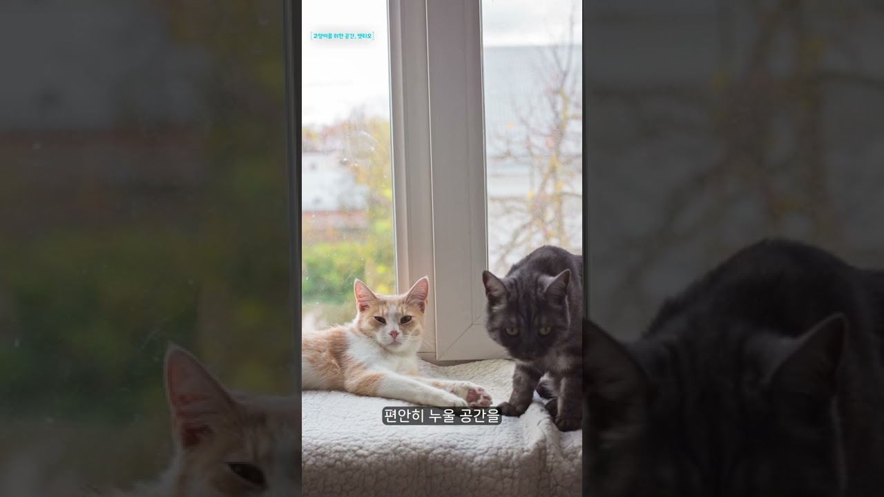 고양이 캣티오