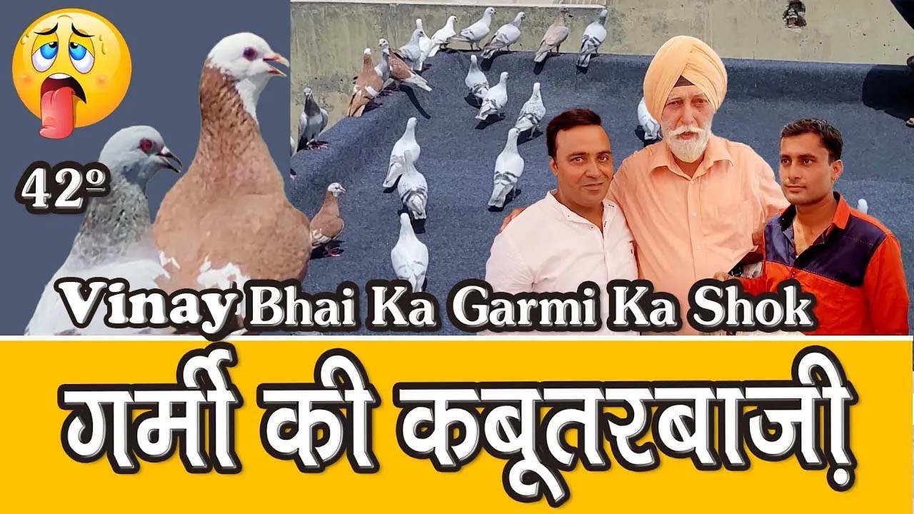 Vinay Bhai Ka Garmi Ka Shok, Ustad Babby Talim, Tailiwada, Deputyganj, Delhi, Summer Pigeon Race