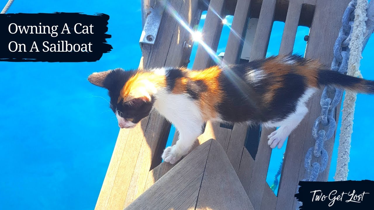 Owning A Cat On A Sailboat: Tiny Cat's First Visit To The Vet