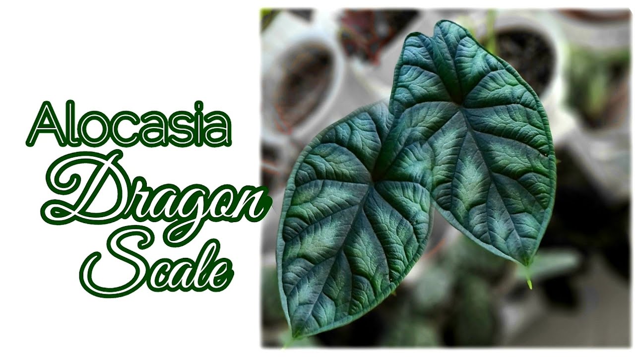 Alocasia Dragon Scale | Complete Care Tips