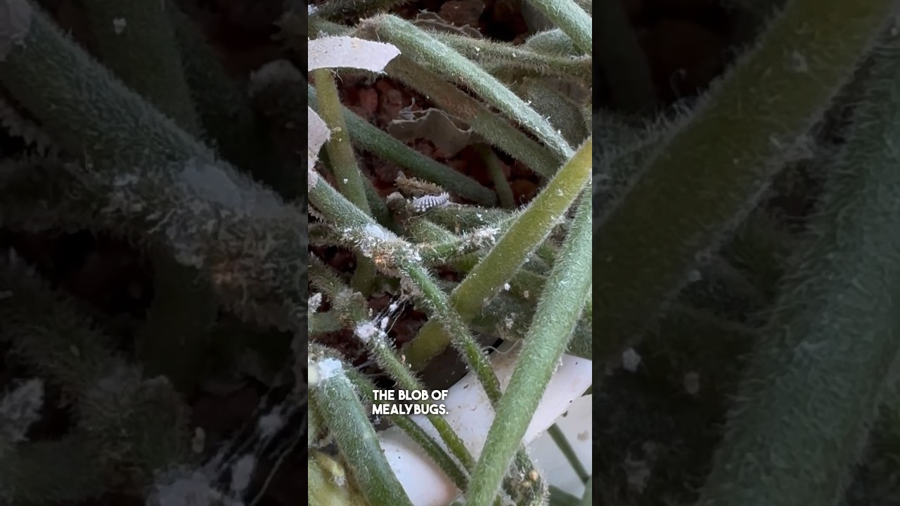Good bugs don't work instantly! It takes a while so patience + often several batches #mealybugs
