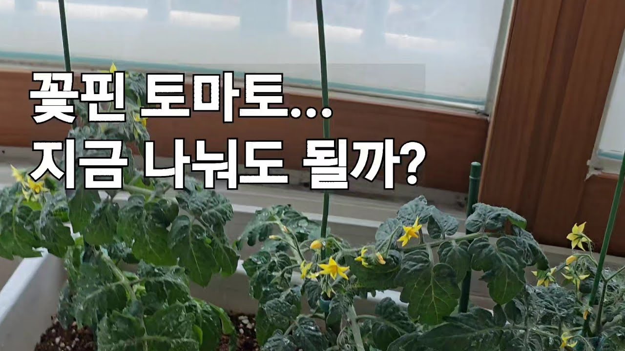 비좁게 자란 방울토마토, 늦었지만 분갈이 + 곁순 물꽂이