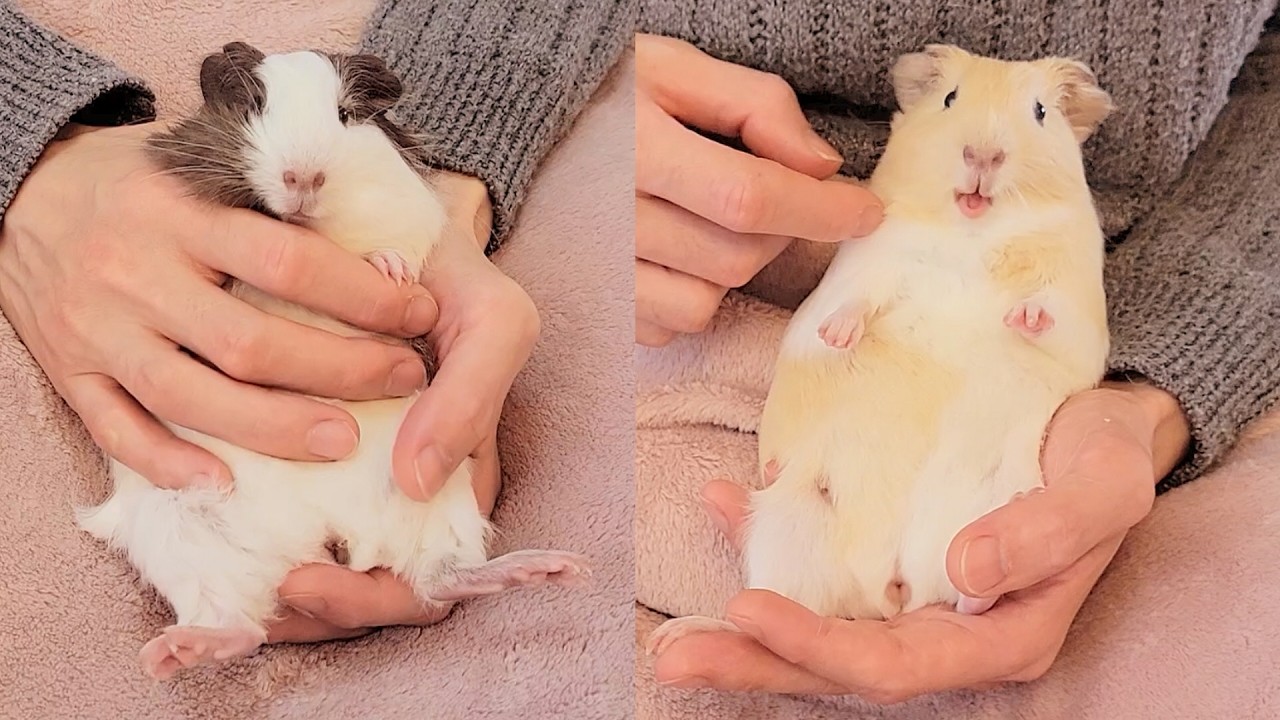 初めての爪切りでドキドキ…赤ちゃんモルモットの頑張る姿が尊い