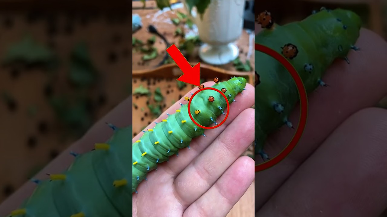 Топ-4 гигантских жука, которые больше крошечной божьей коровки #GiantBugs #InsectFacts #CreepyCra...