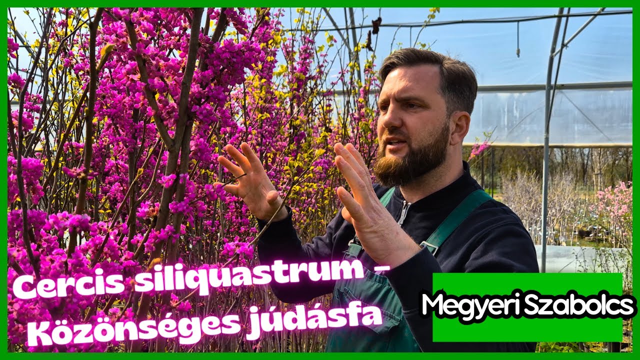BFA = Bokorfának nevelt júdásfa virágzásban (Cercis siliquastrum)