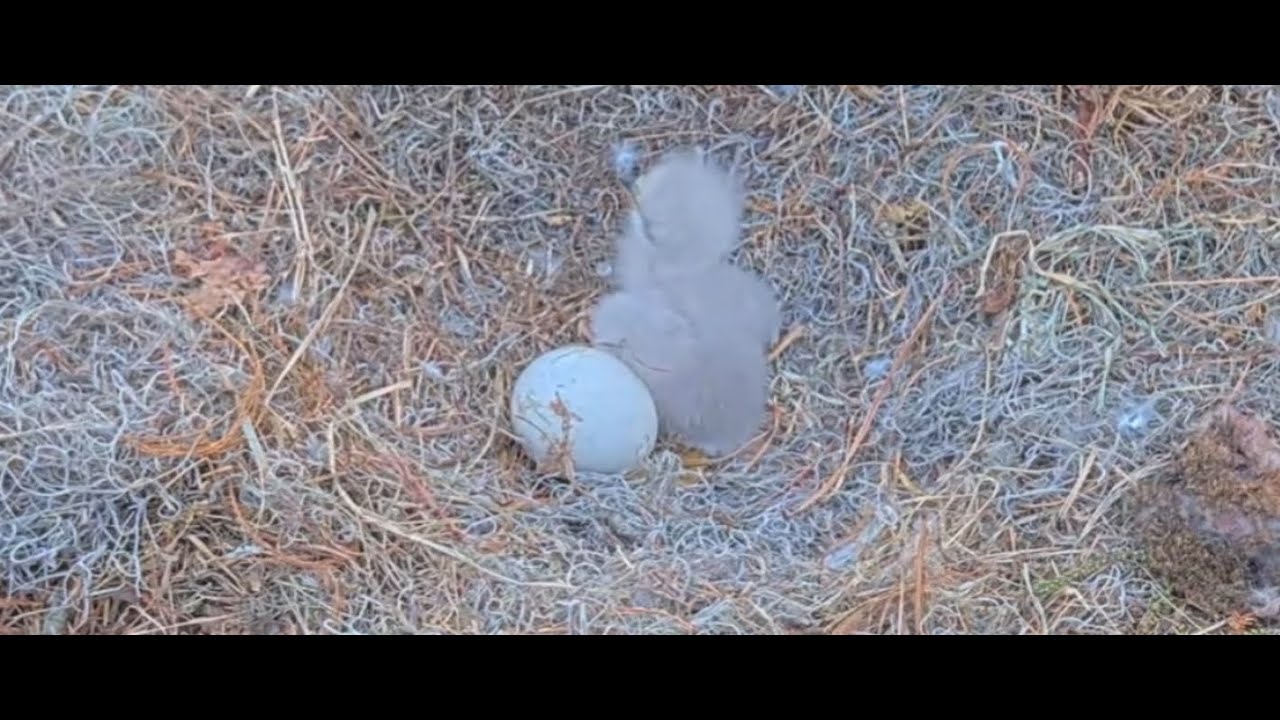 Winter Park Eagle Cam on 1/12/26 Dad brings in fish/Promising spot on egg 2 (36 days old today)