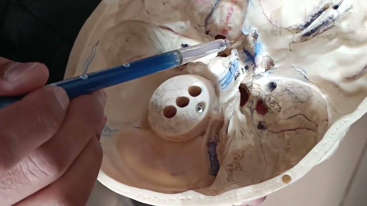 SKULL MODEL AT AJKMC PART 2 #anatomy| #biology| #doctor| #science| #mbbs| #nursing |#medicalstudent 