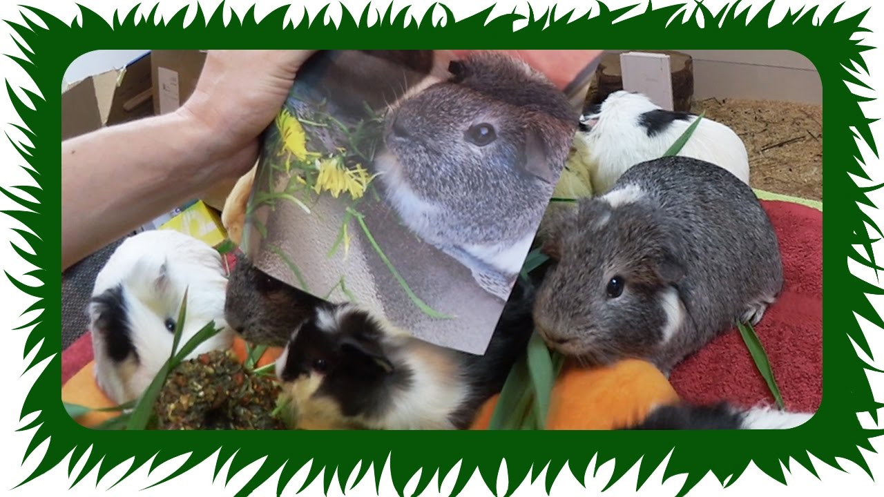 Mööh hat einen verschollenen Bruder? ❤️️ DANKE! ❤️️ | Die Meeries