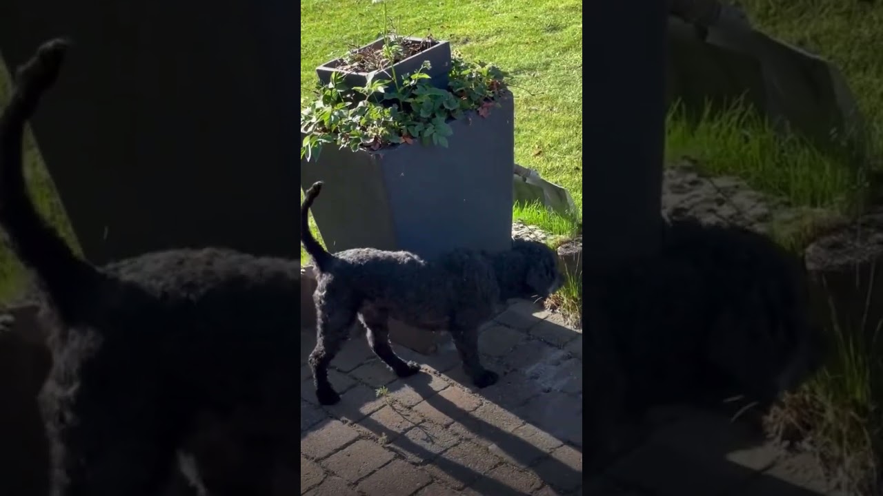 Max hobbelt al vrolijk door de tuin heen
