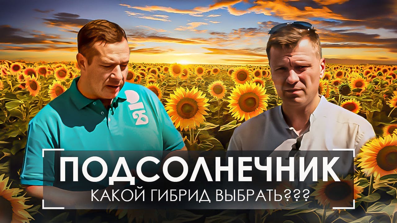 🌻 ПОДСОЛНЕЧНИК 🌻 КАК ПРАВИЛЬНО ВЫБРАТЬ ГИБРИД ⁉️Особенности и отличия гибридов от @betaren_ru