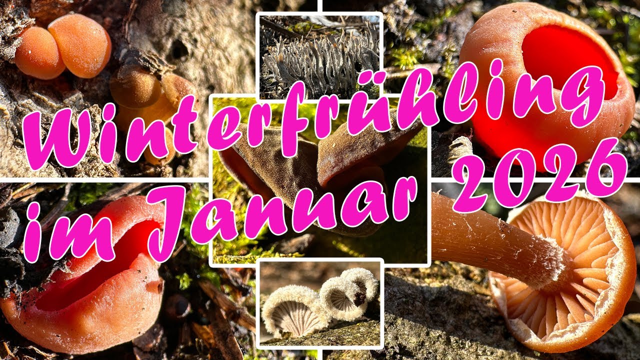 Frühling & tiefster Winter im Januar | Schnee, Kälte, Sonne, Winter- & Frühlingspilze | 18.01.2026