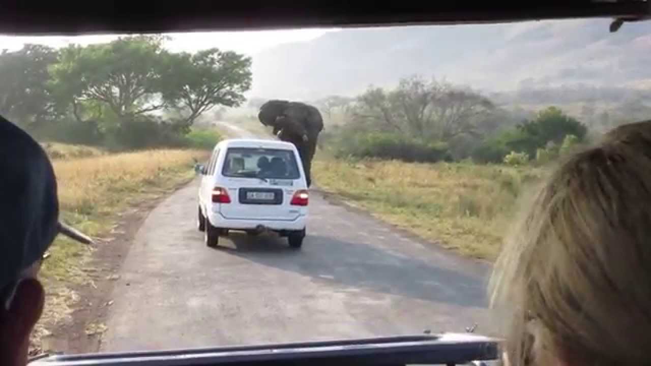 Bull Elephant in Musth ready to mate and a little grumpy and tired