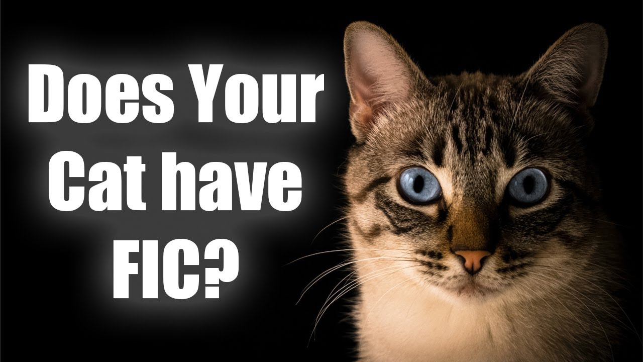 Home Remedies for Cats with Feline Idiopathic Cystitis (FIC): Alleviating Symptoms Naturally