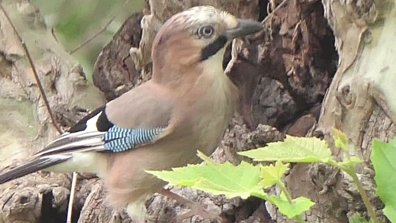 Uccelli: iRe della natura.