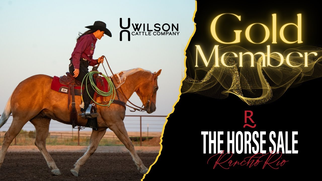 "Gold Member" - Wilson Cattle Co x Rancho Rio Horse Sale 2025
