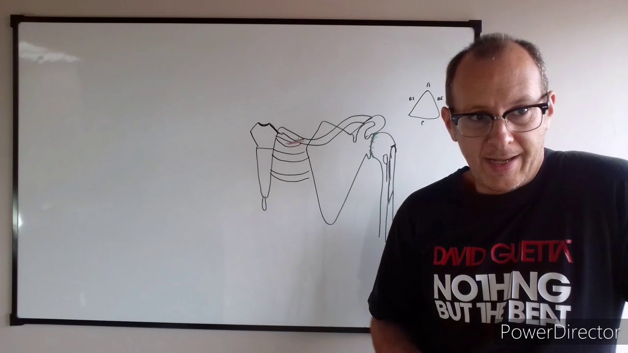 Teórico N° 4: Miología del miembro superior: músculos de la cintura escapular. Dr. Luciano Esborrat.