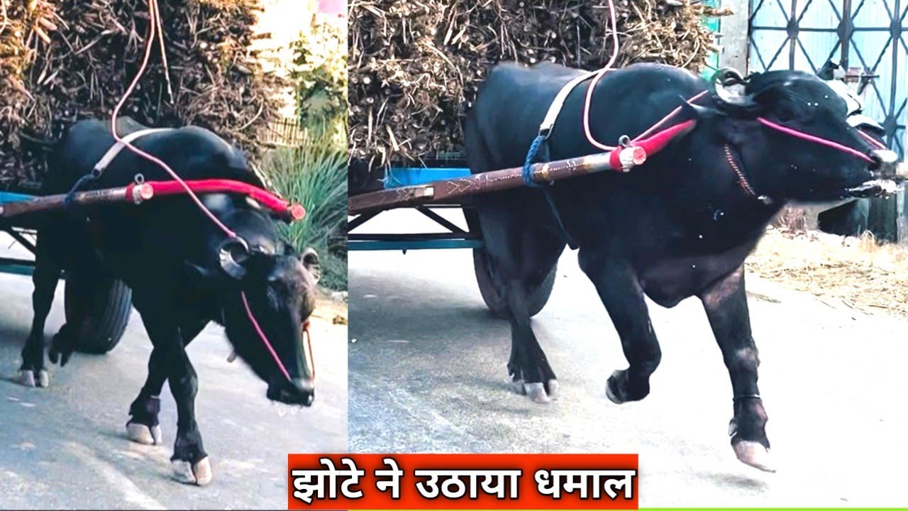 झोटे ने उठाया धमाल रोड पर भरी बुग्गी मे शामली मिल के दिलदार झोटे ऐसे जाते है मिल मे