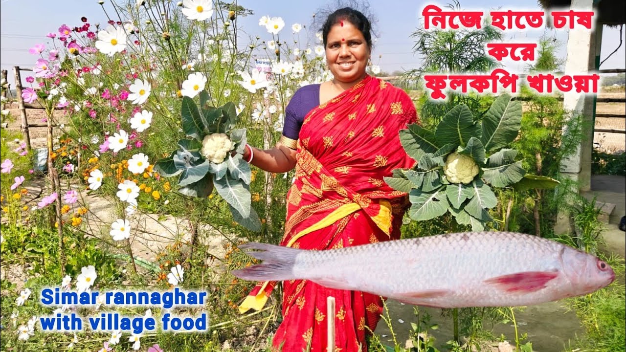 #বাগানের প্রথম ফুলকপি তুলে বড় মাছ দিয়ে ঝোল #