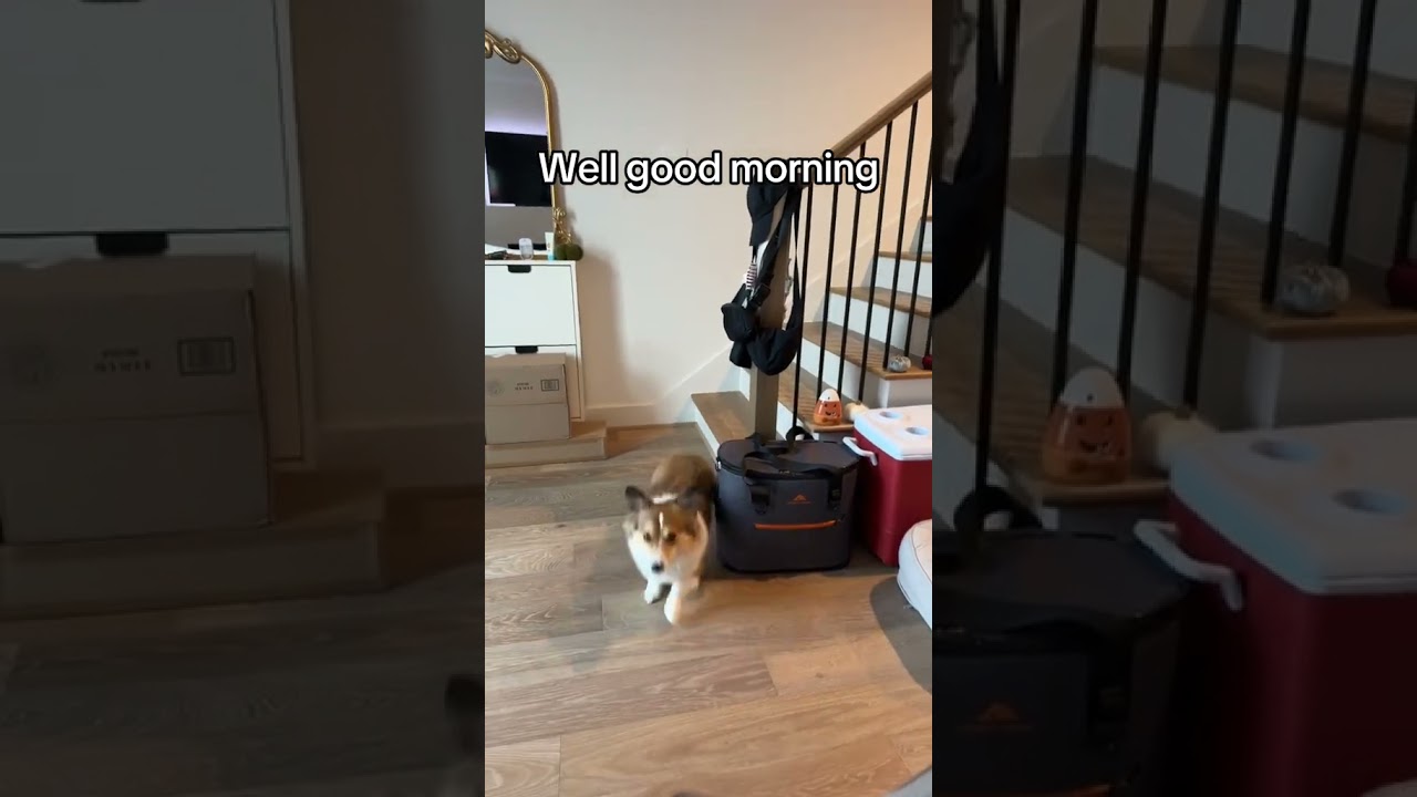 This corgi 🤣 #youtubeshorts #corgi #dogs #randomist