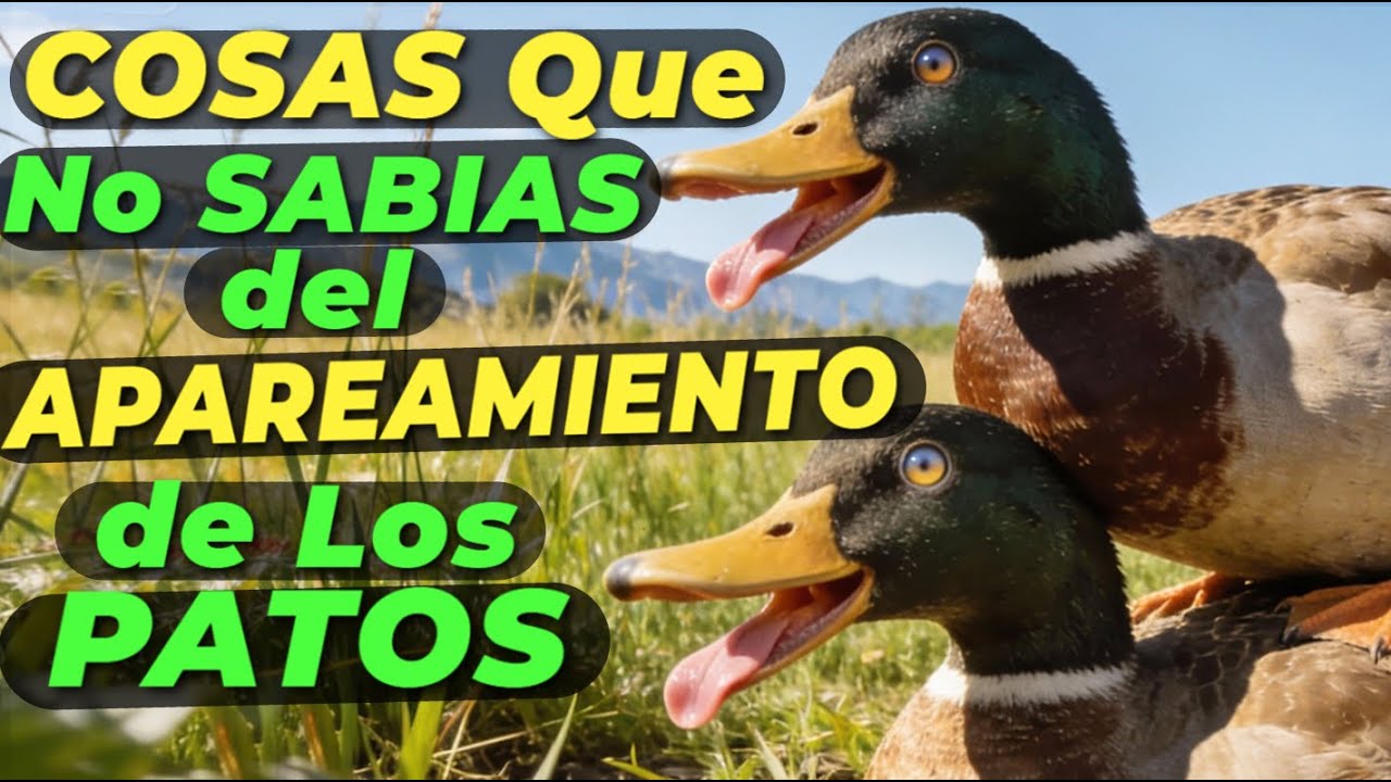 10 Cosas MUY RARAS de la Reproducción de los PATOS 🦆 EL ÚLTIMO ES MUY IMPRESIONANTE 🥵